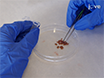 Phenotypic Characterization of Macrophages from Rat Kidney by Flow Cytometry