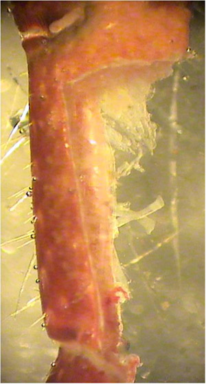 Figure 10