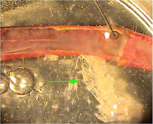 Figure 8