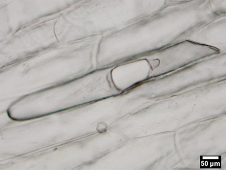 Figure 2a