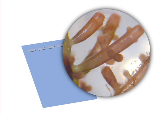 DNA Gel Electrophoresis thumbnail