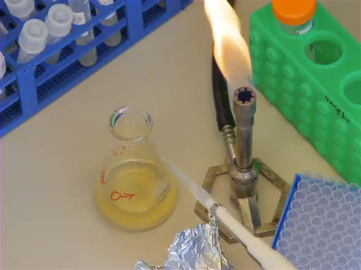 Bacterial Transformation: The Heat Shock Method thumbnail