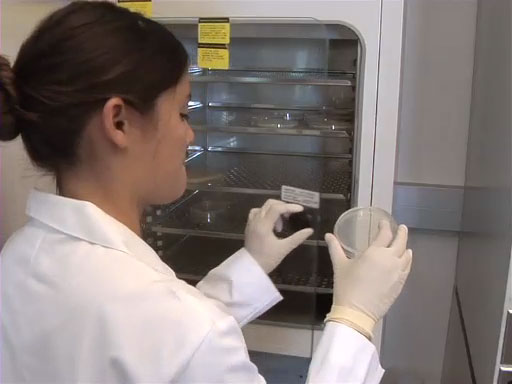 Bacterial Transformation: Electroporation thumbnail
