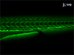 Analysis of Zebrafish Larvae Skeletal Muscle Integrity with Evans Blue Dye thumbnail