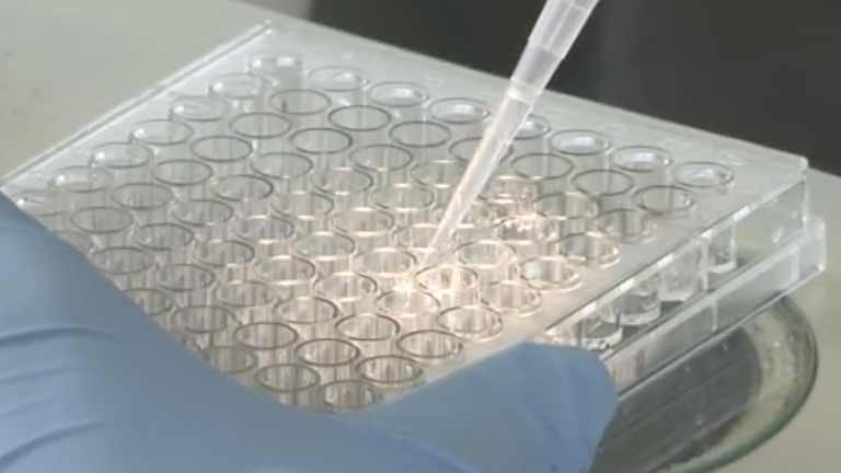 The Power of Simplicity: Sea Urchin Embryos as <em>in Vivo</em> Developmental Models for Studying Complex Cell-to-cell Signaling Network Interactions thumbnail